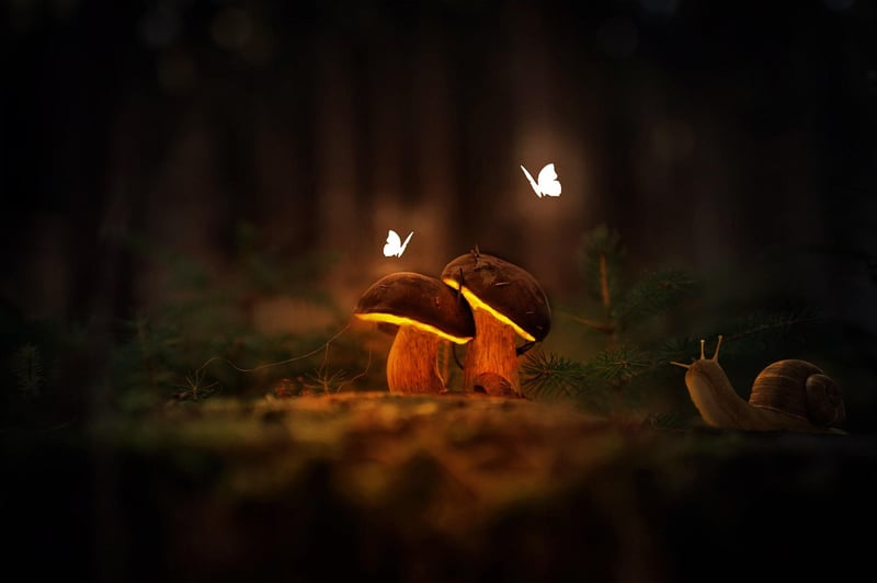 Enchanted Toadstools