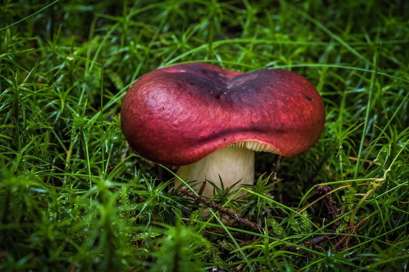 Mystical Spores