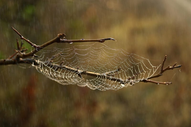 Mythical Habitat