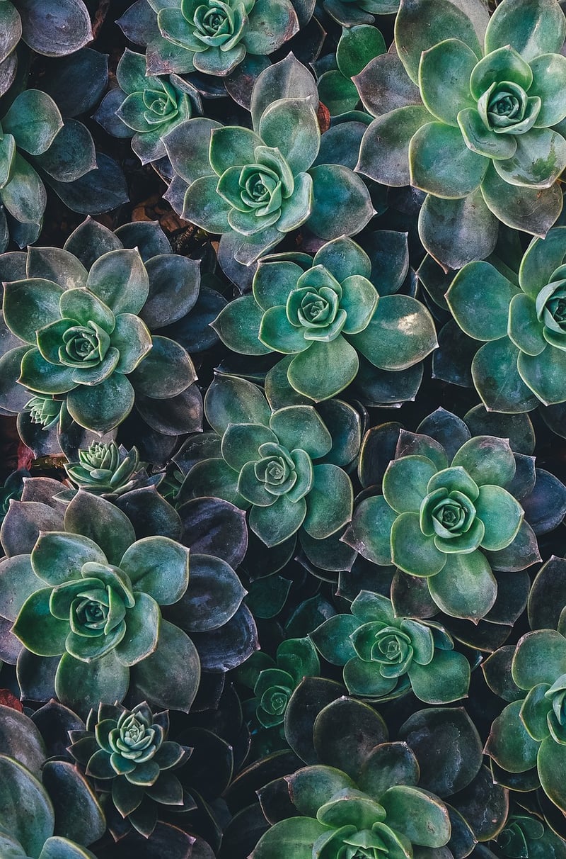 Spellbinding Succulents