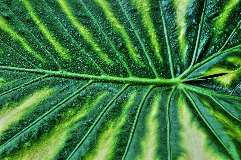 Alocasia Polly African Mask Plant