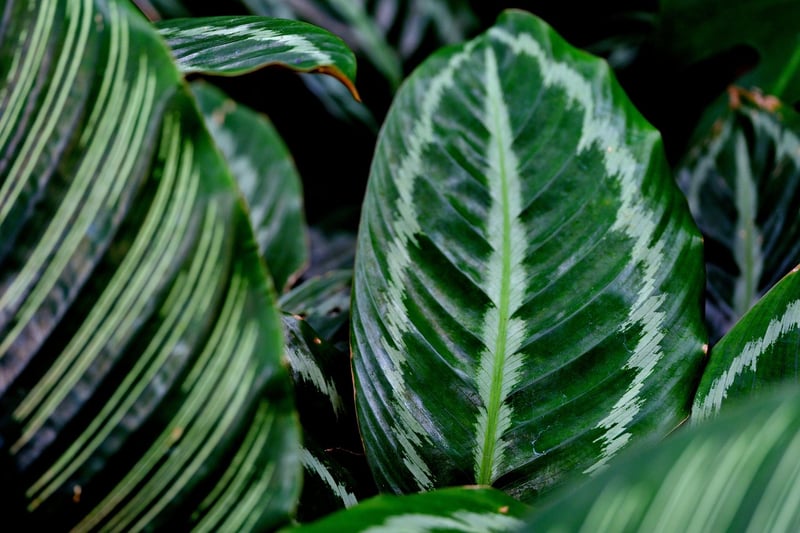 Calathea Orbifolia Prayer Plant