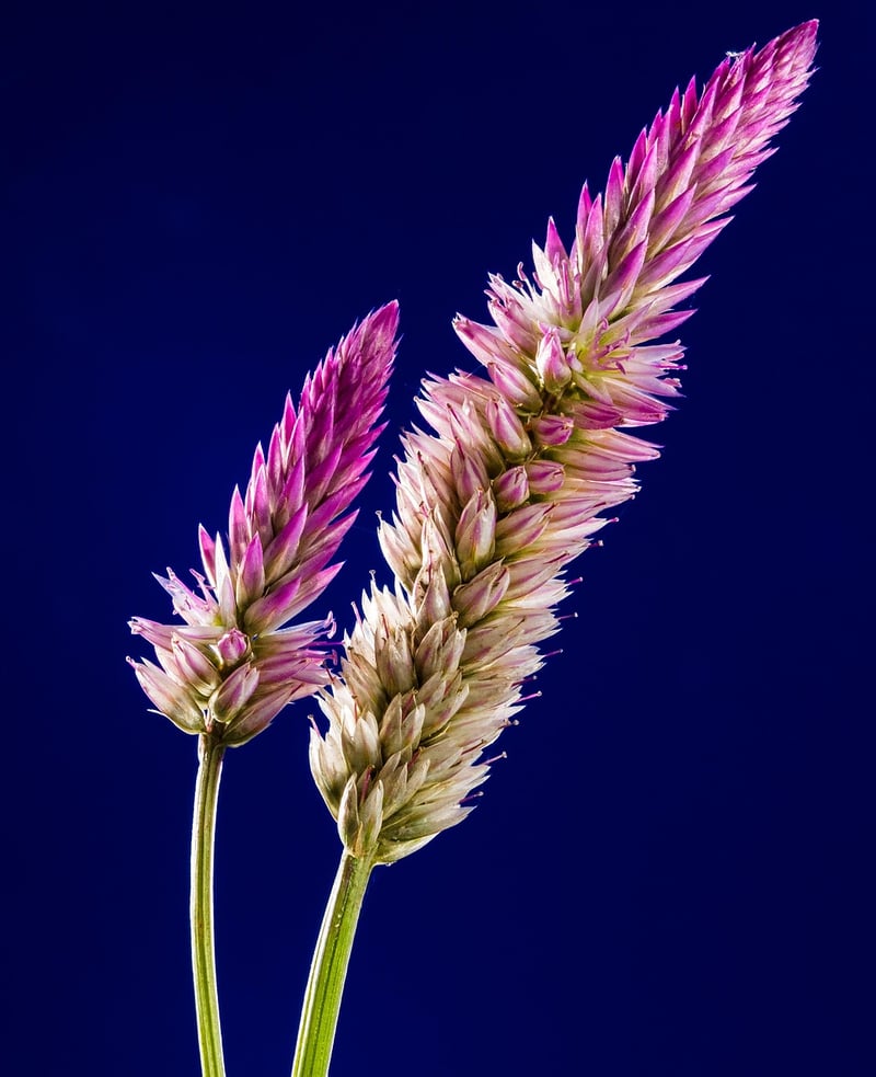Dragon's Breath Celosia