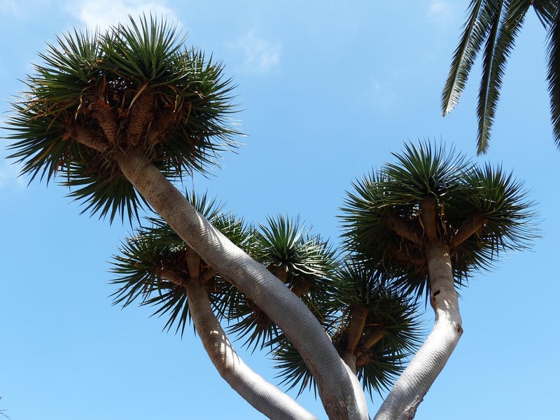 Dracaena Marginata Dragon Tree