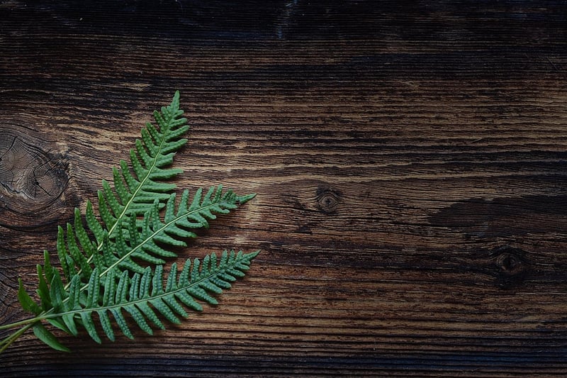 Dragon Scale Fern
