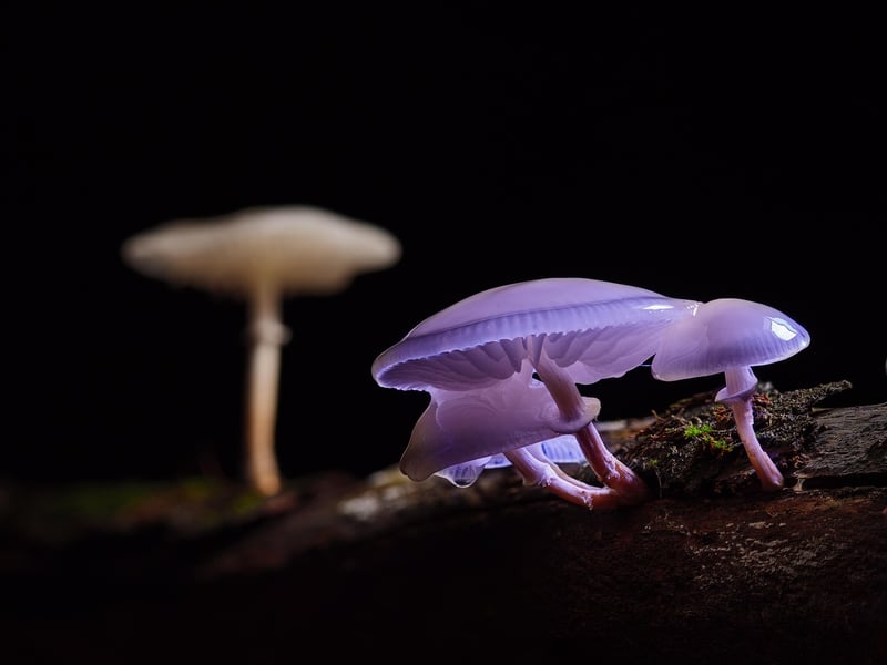 Psilocybin Mushrooms