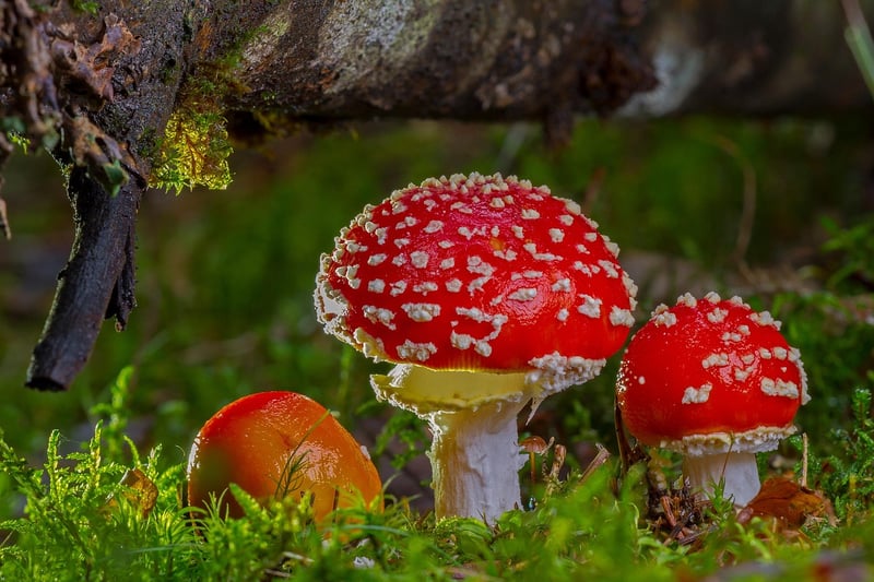 Fly Agaric Mushroom