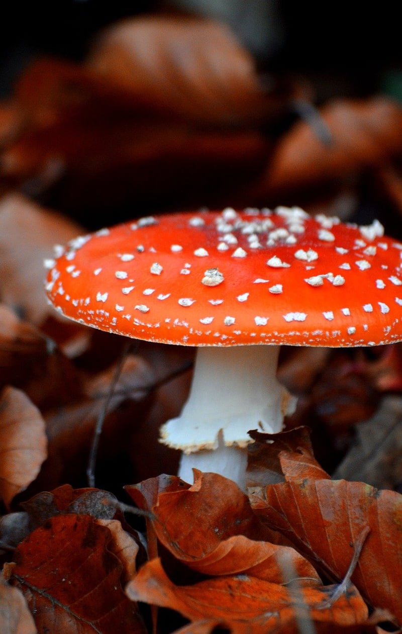 Amanita Muscaria