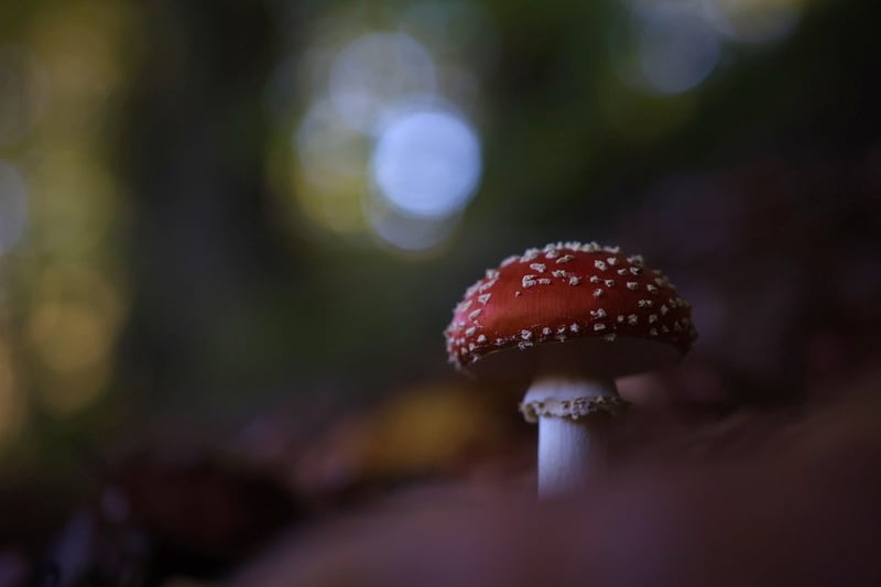 Enchanted Toadstool